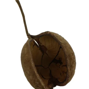 Vainas de Buda