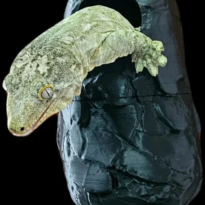 Cueva Voladiza para Geckos Arborícolas | Refugio con Ventosas o Imán