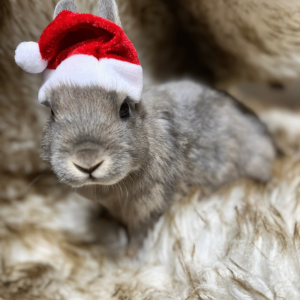 Gorritos de Papá Noel para Mascotas
