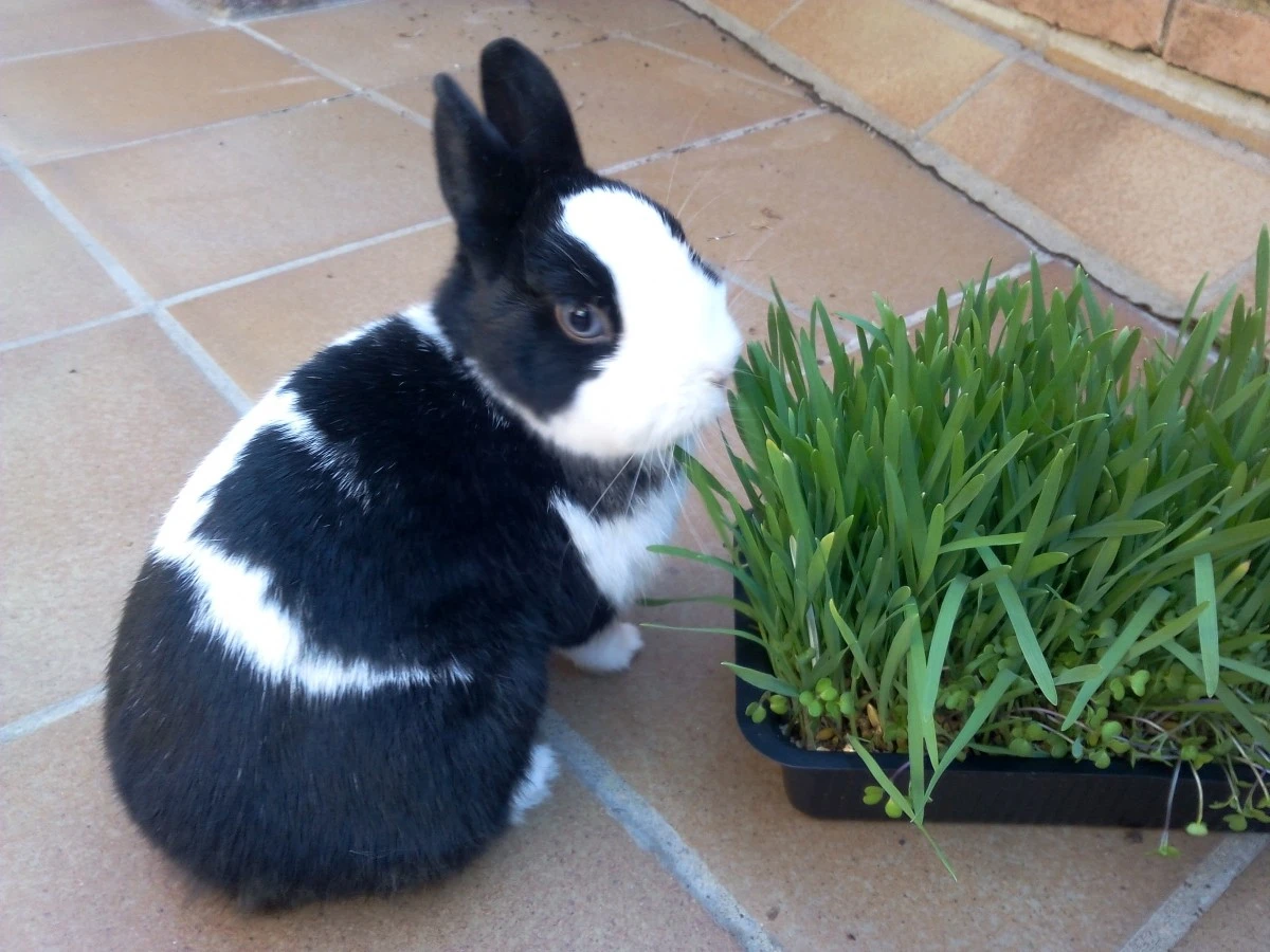 Hierba Natural para Roedores y Gatos – Trixie - Imagen 4