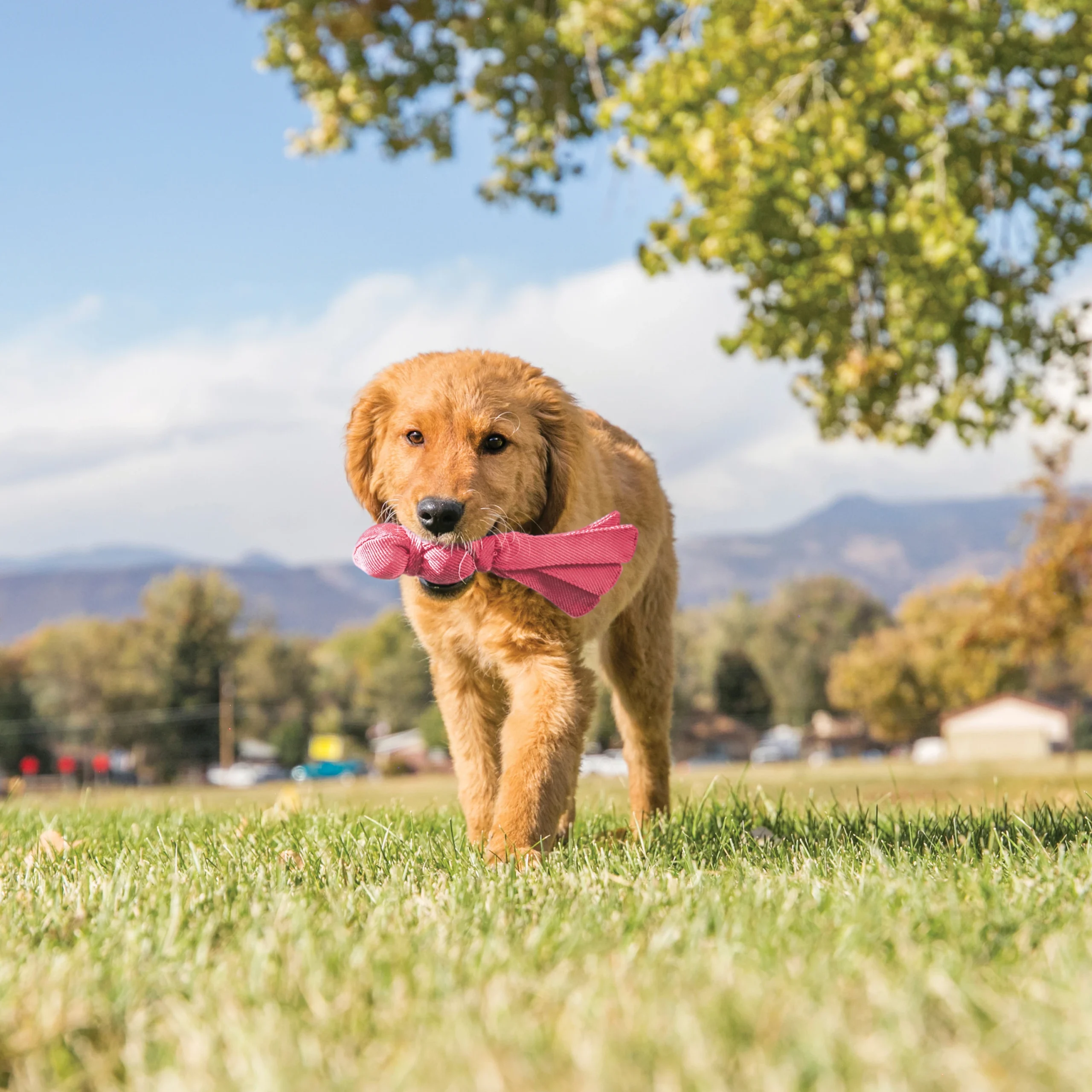 Juguete Interactivo para Cachorros Wubba Puppy – Kong - Imagen 4