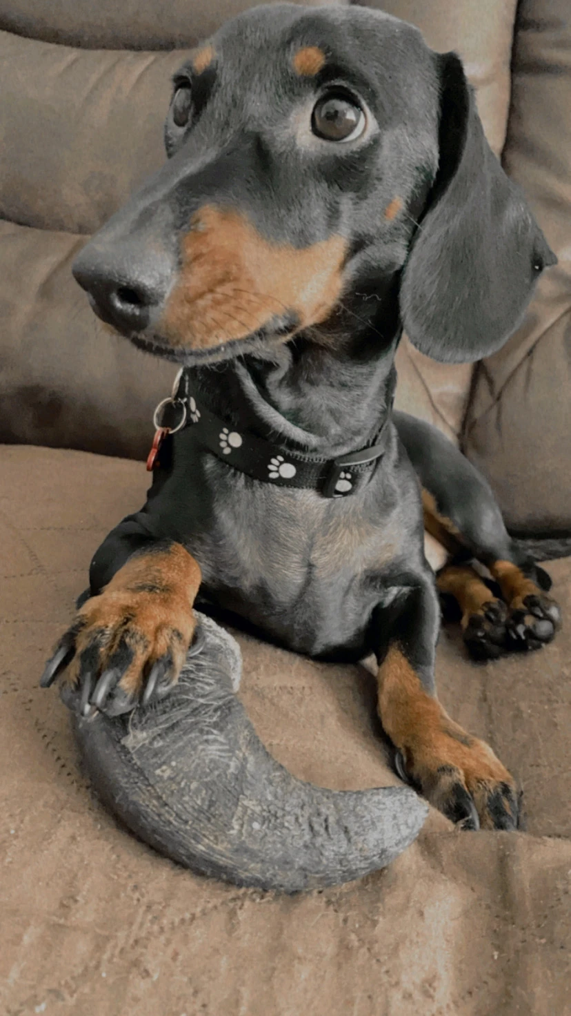 Mordedor de Cuerno de Búfalo para Perros – Trixie - Imagen 2